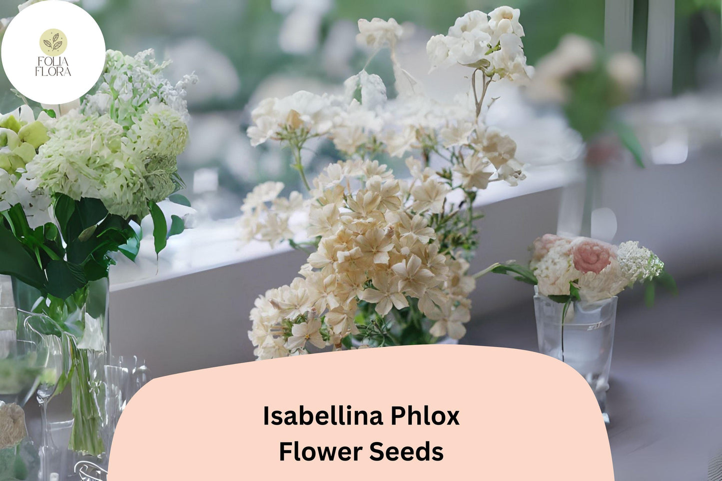 100+ Isabellina Phlox Seeds – Creamy Yellow Garden Flowers, Phlox drummondii