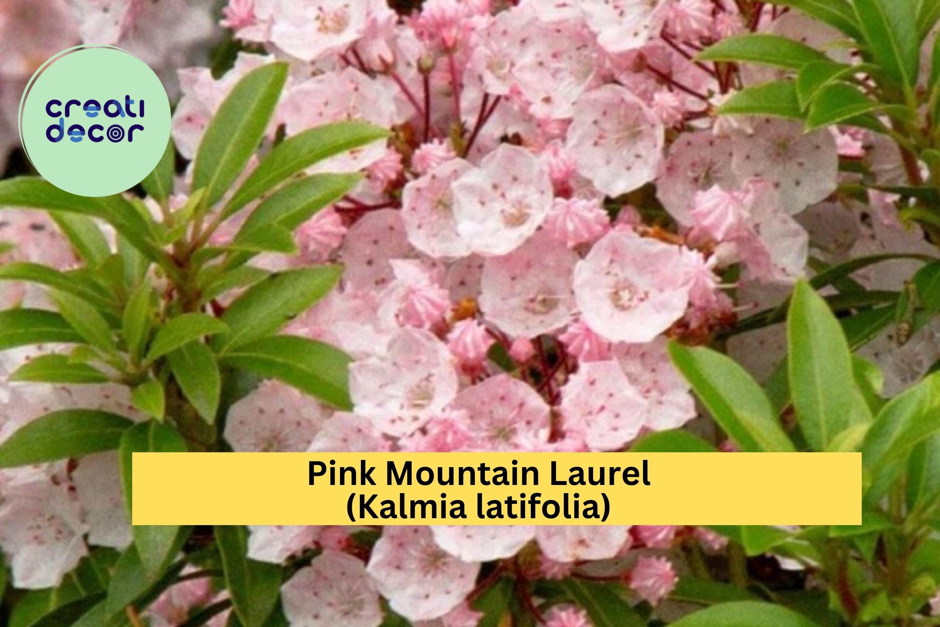 Pink Mountain Laurel Live Plant – Kalmia latifolia – 1 ft + Bare Root Starter Shrub, Hardy Evergreen Blooms for Garden or Landscape