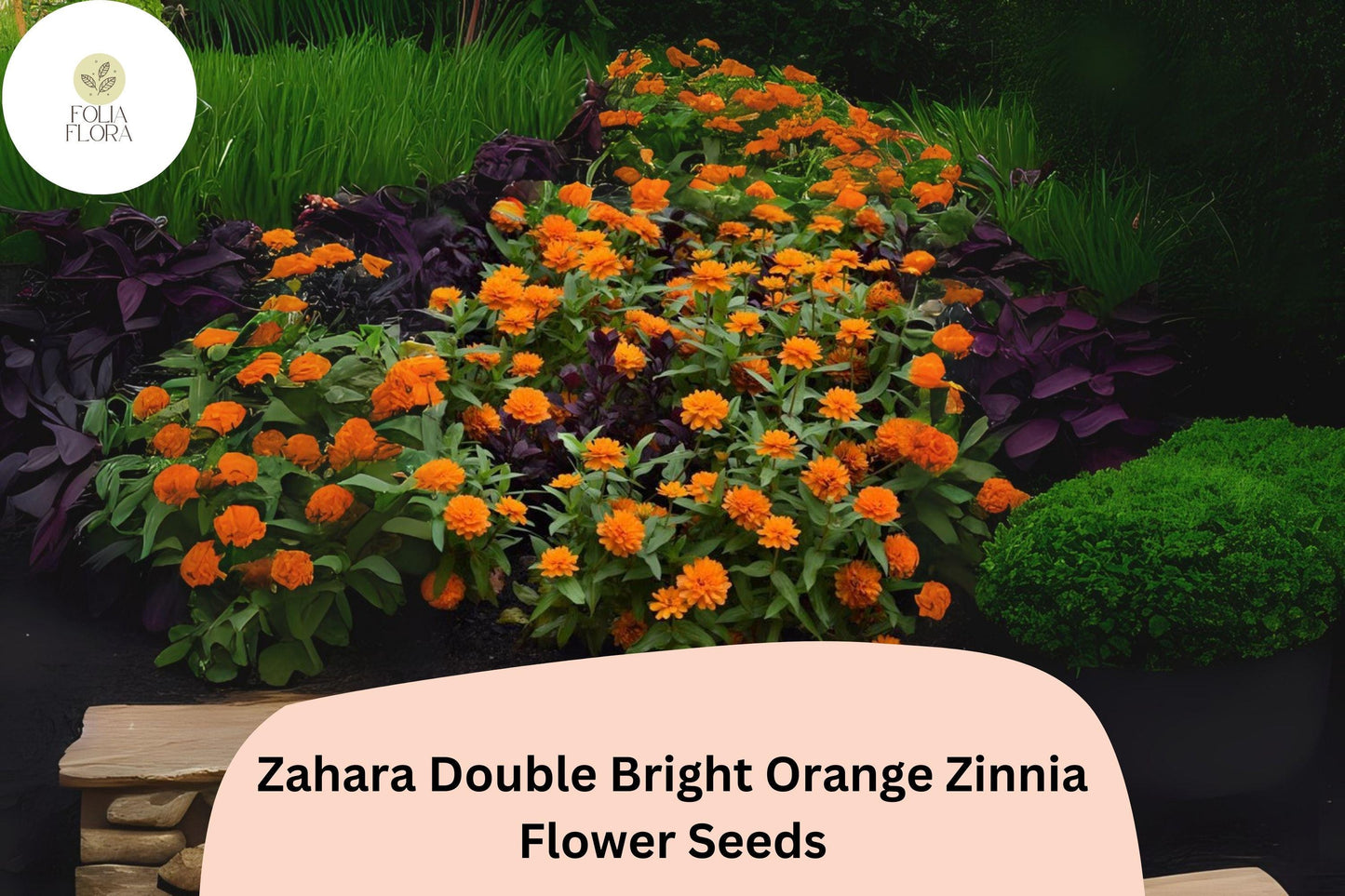 100+ Zahara Double Bright Orange Zinnia Seeds | Vibrant Annual Garden Flowers | Easy to Grow Pollinator-Friendly Blooms