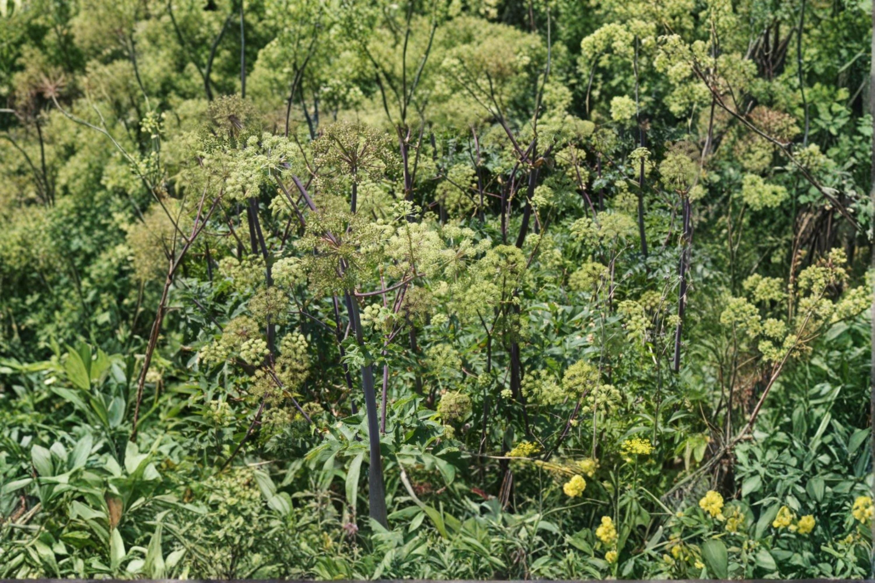 Angelica atropurpurea Seeds – Native Medicinal Herb, Tall Pollinator Plant (50 Seeds)