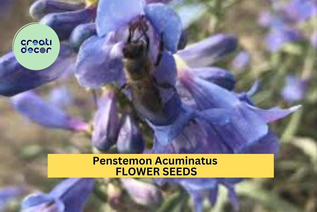 3pcs of 100mg Penstemon acuminatus Seeds – Blue Wildflower for Dry Gardens, Pollinator Beds, or Native Landscaping Seeds for Planting
