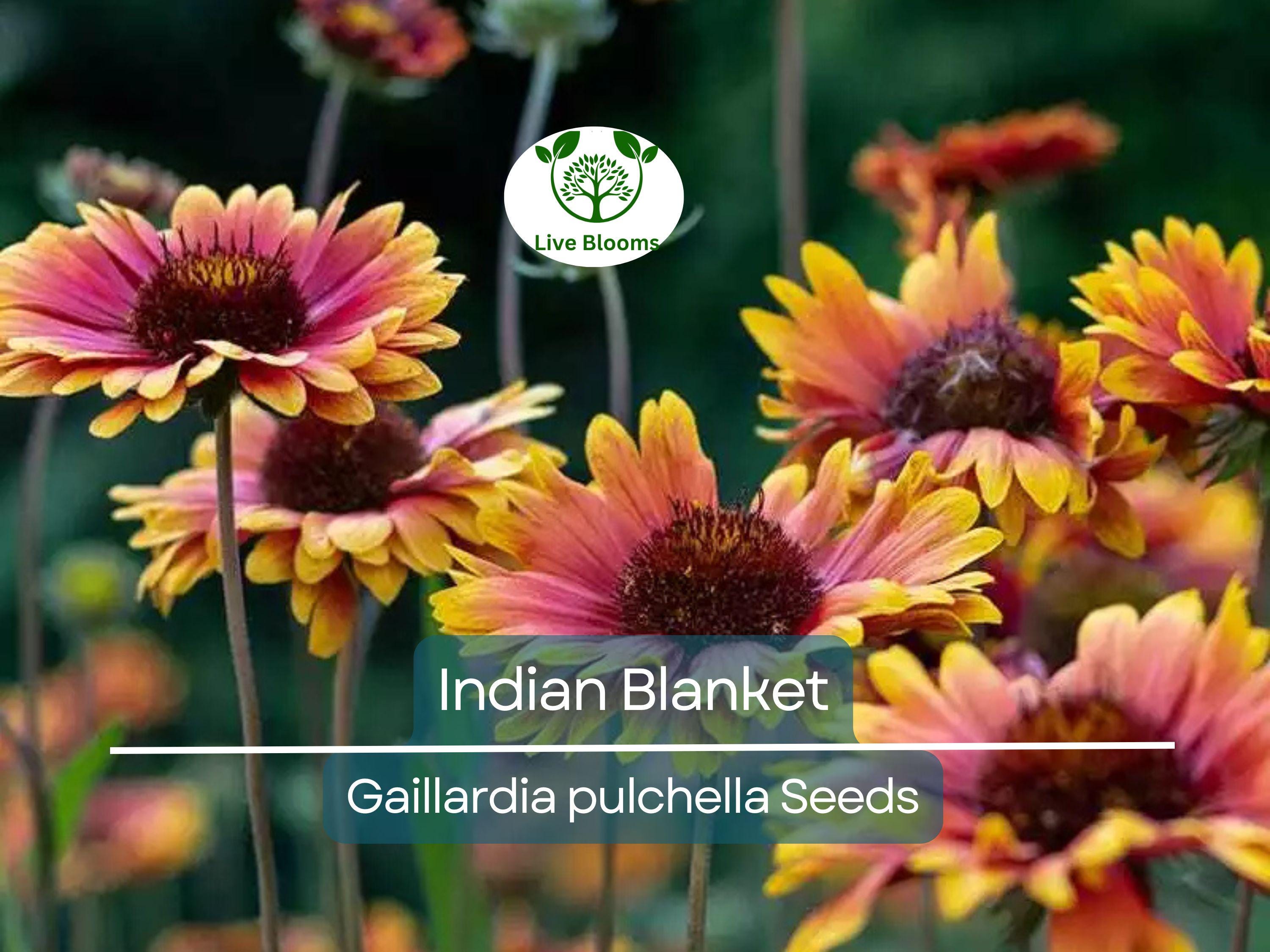 200 Indian Blanket Flower Seeds – Gaillardia pulchella | Heirloom Non-GMO | Blanket Flower for Meadows, Pollinators, Easy Care