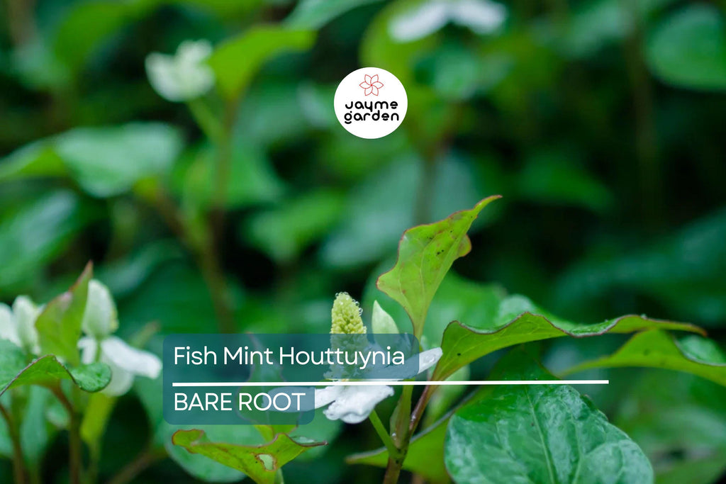 20 Live Bare Root Fish Mint Plants | Houttuynia Cordata | Asian Herb Diếp Cá | Medicinal & Edible | Fast-Growing