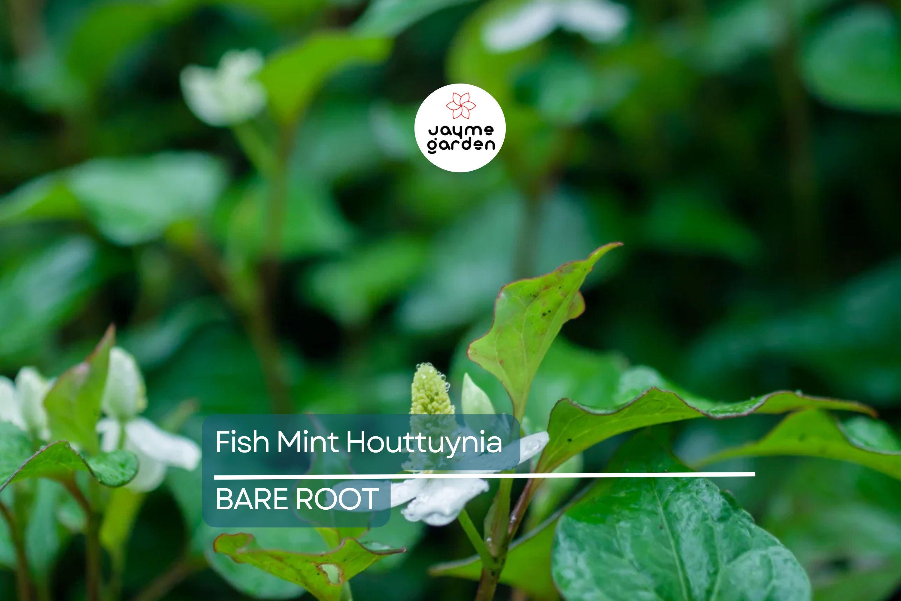 20 Live Bare Root Fish Mint Plants | Houttuynia Cordata | Asian Herb Diếp Cá | Medicinal & Edible | Fast-Growing