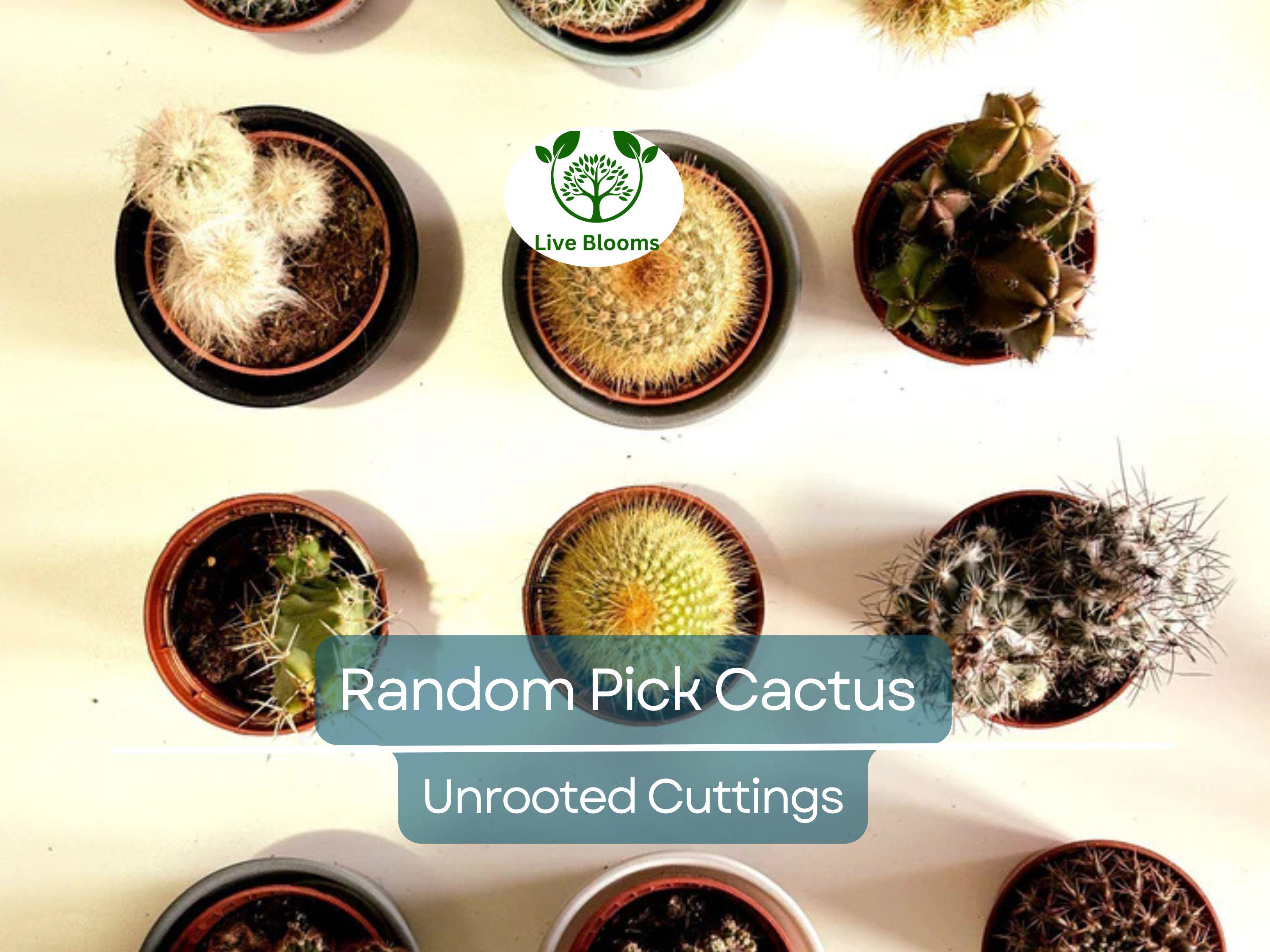 Lot of 10 Varieties Random Pick Cactus Unrooted Cuttings Bundle - Assorted Succulent Cuttings, Perfect for Propagation & Collection