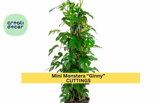 1 Mini Monstera “Ginny” Rooted Cutting – Rhaphidophora tetrasperma | Rare Tropical Houseplant for Pots, Vines, or Indoor Jungle Decor