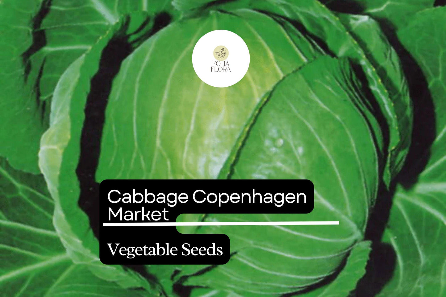 500 Copenhagen Market Cabbage Seeds – Brassica oleracea – Heirloom, Early-Maturing, Compact & Sweet