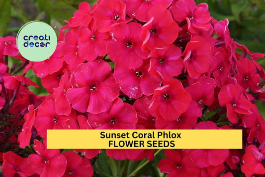 100+ Sunset Coral Phlox Seeds – Warm Coral Blooms for Garden Planting, Long-Blooming Perennial for Borders & Pollinator Gardens – USA