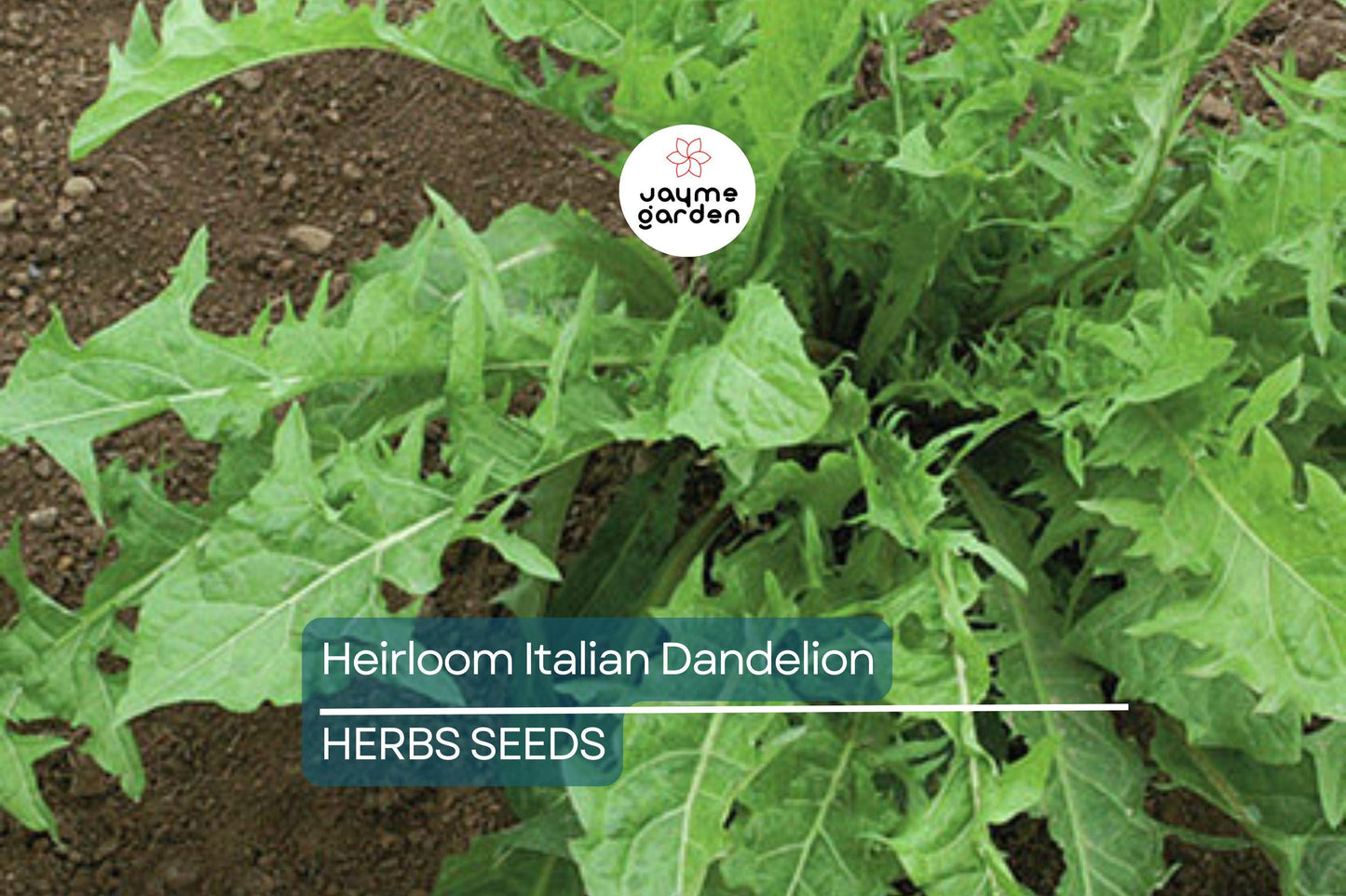 1000 Heirloom Italian Dandelion Seeds - Catalogna Emerald Endive (Cichorium intybus) - Slow-Bolting Chicory
