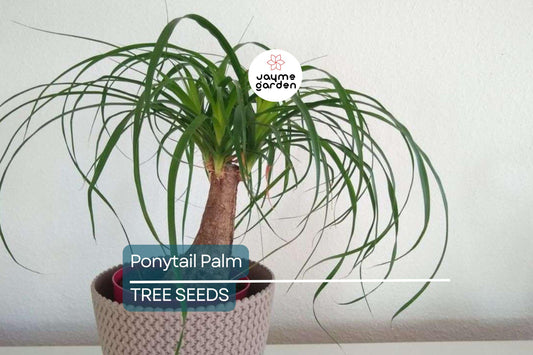 10 Ponytail Palm Tree Seeds (Beaucarnea recurvata) – Rare Elephant Foot Caudex, Indoor Houseplant, USDA Zones 9-11, Low Maintenance
