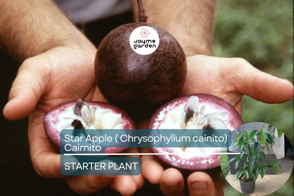 Star Apple Tree (Chrysophyllum cainito) 1′–2′ – Tropical Live Fruit Tree with Sweet, Starry Fruits