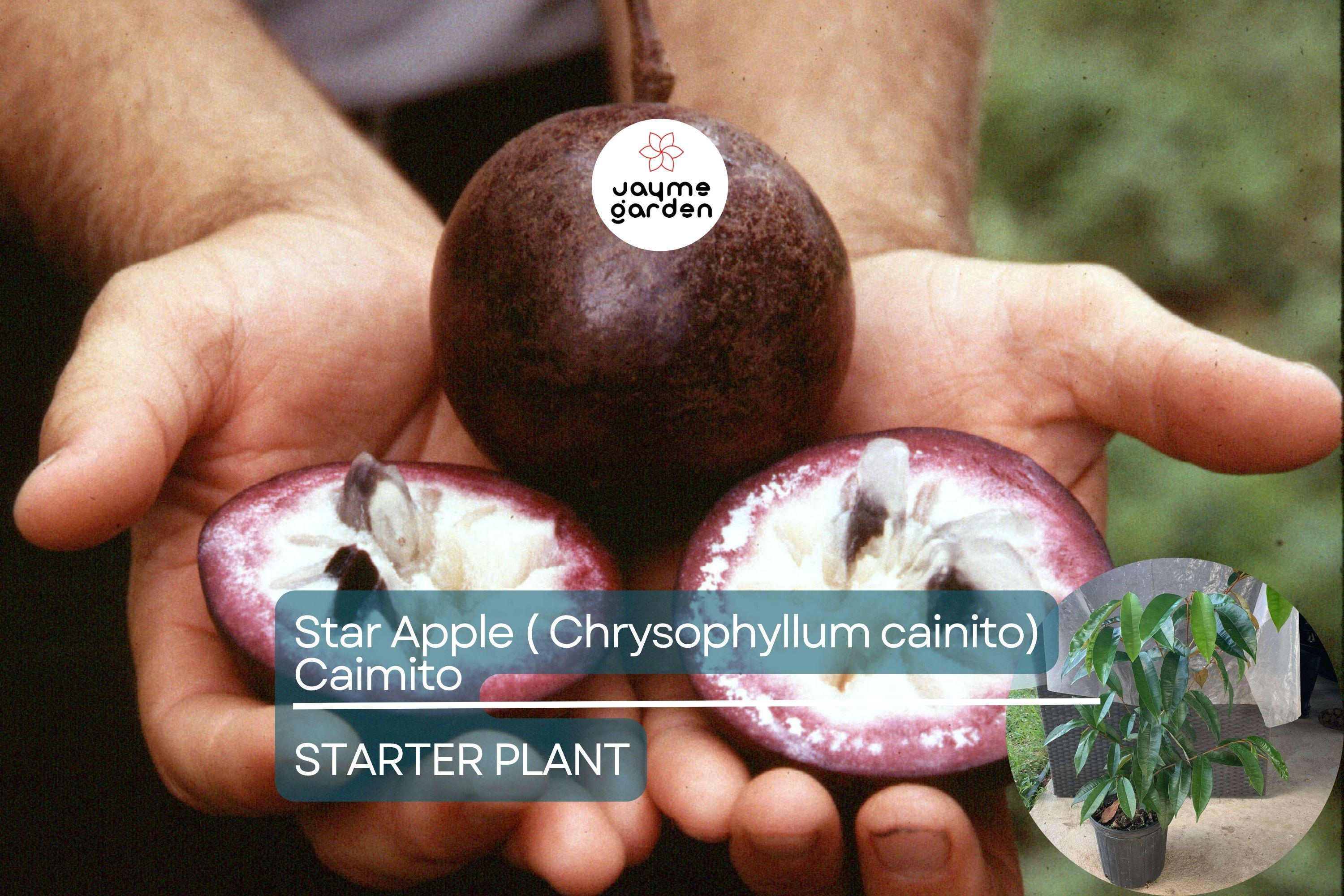 Star Apple Tree (Chrysophyllum cainito) 1′–2′ – Tropical Live Fruit Tree with Sweet, Starry Fruits
