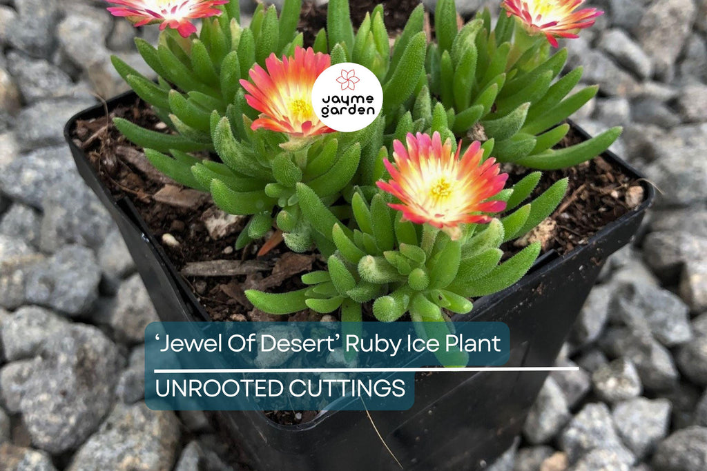 Jewel of Desert Ruby Ice Plant (12 Cuttings) | Delosperma Cooperi | Stunning Succulent Groundcover