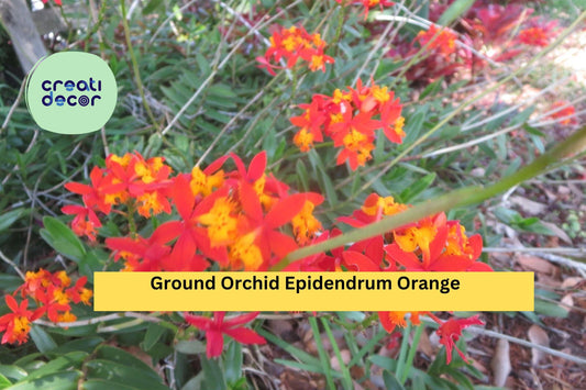 5 Live Cuttings with Aerial Roots - Ground Orchid Epidendrum Orange  – Tropical Orchid Plants for Garden or Indoor Decor