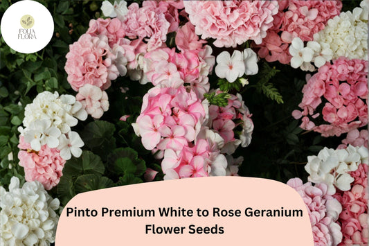 25+ Pinto Premium White to Rose Geranium Seeds | Hardy Perennial | Bicolor Blooms for Garden Beds & Containers