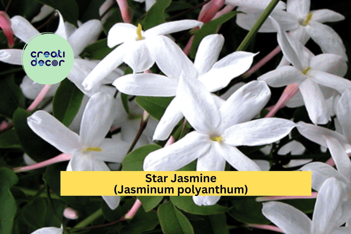 Star Jasmine (Jasminum polyanthum) Live Plant – Well-Rooted Starter Vine – Fragrant Flowering Climber for Garden or Patio
