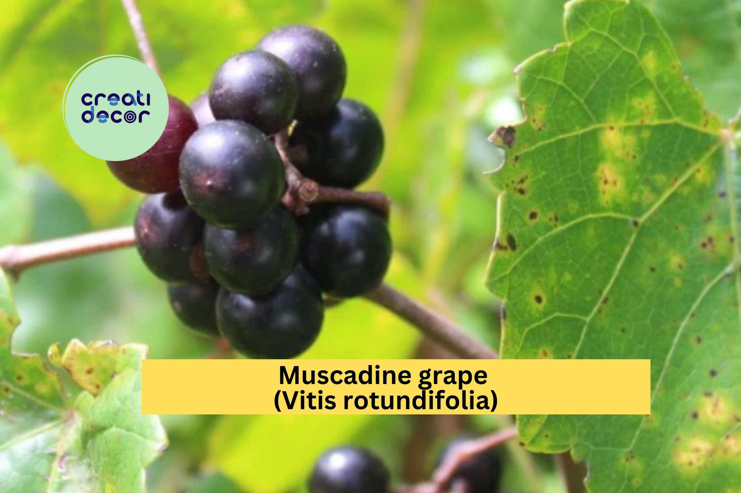 Muscadine Grape Vine | 4–6 Inch Live Rooted Plant Starter | Hardy Fruit-Bearing Grape Variety for Vineyards, Arbors & Home Gardens