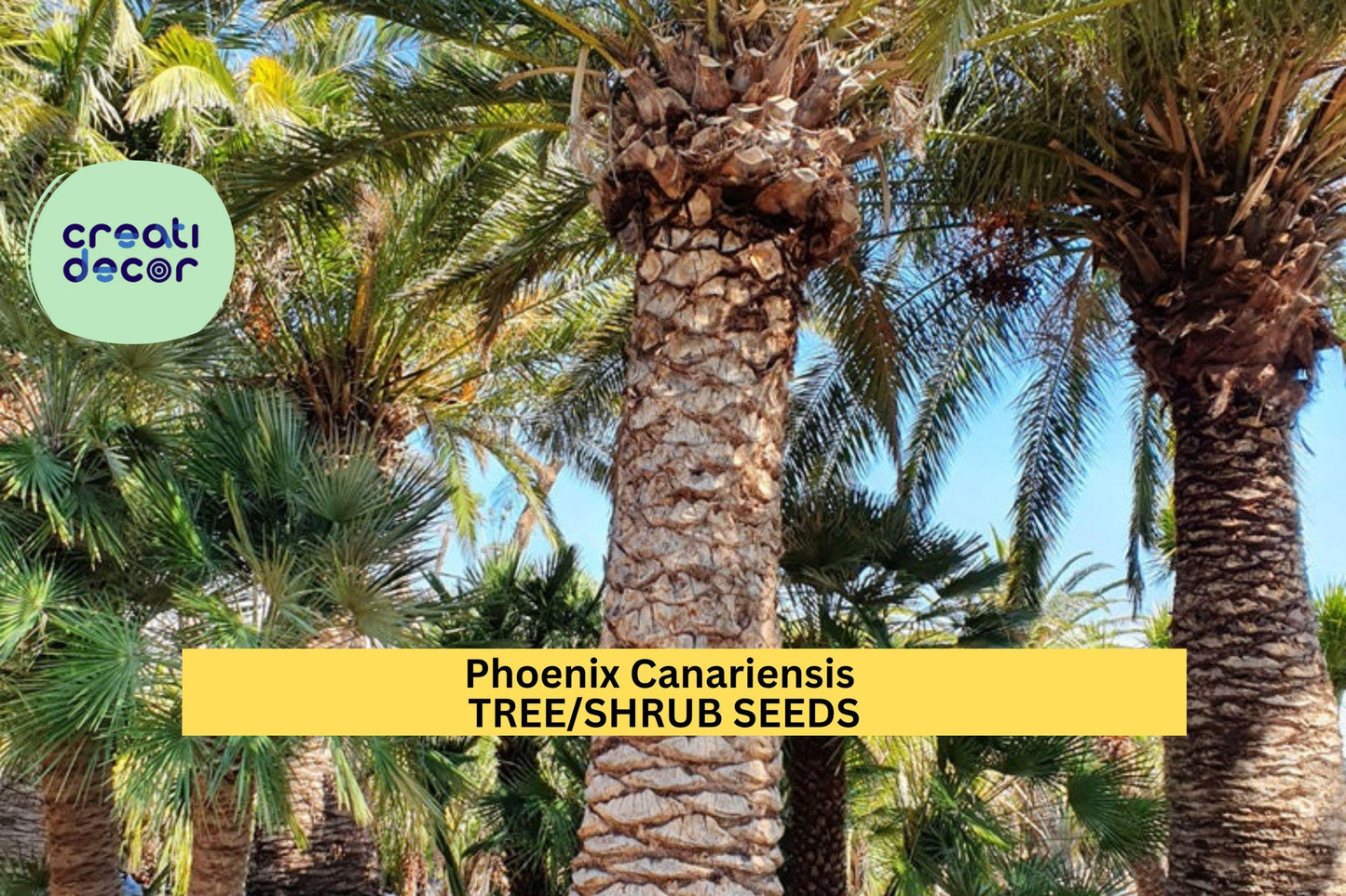 3pcs of 10seeds Phoenix canariensis – Canary Island Date Palm Seeds for Tropical Gardens, Pots, or Landscape Borders Seeds for Planting
