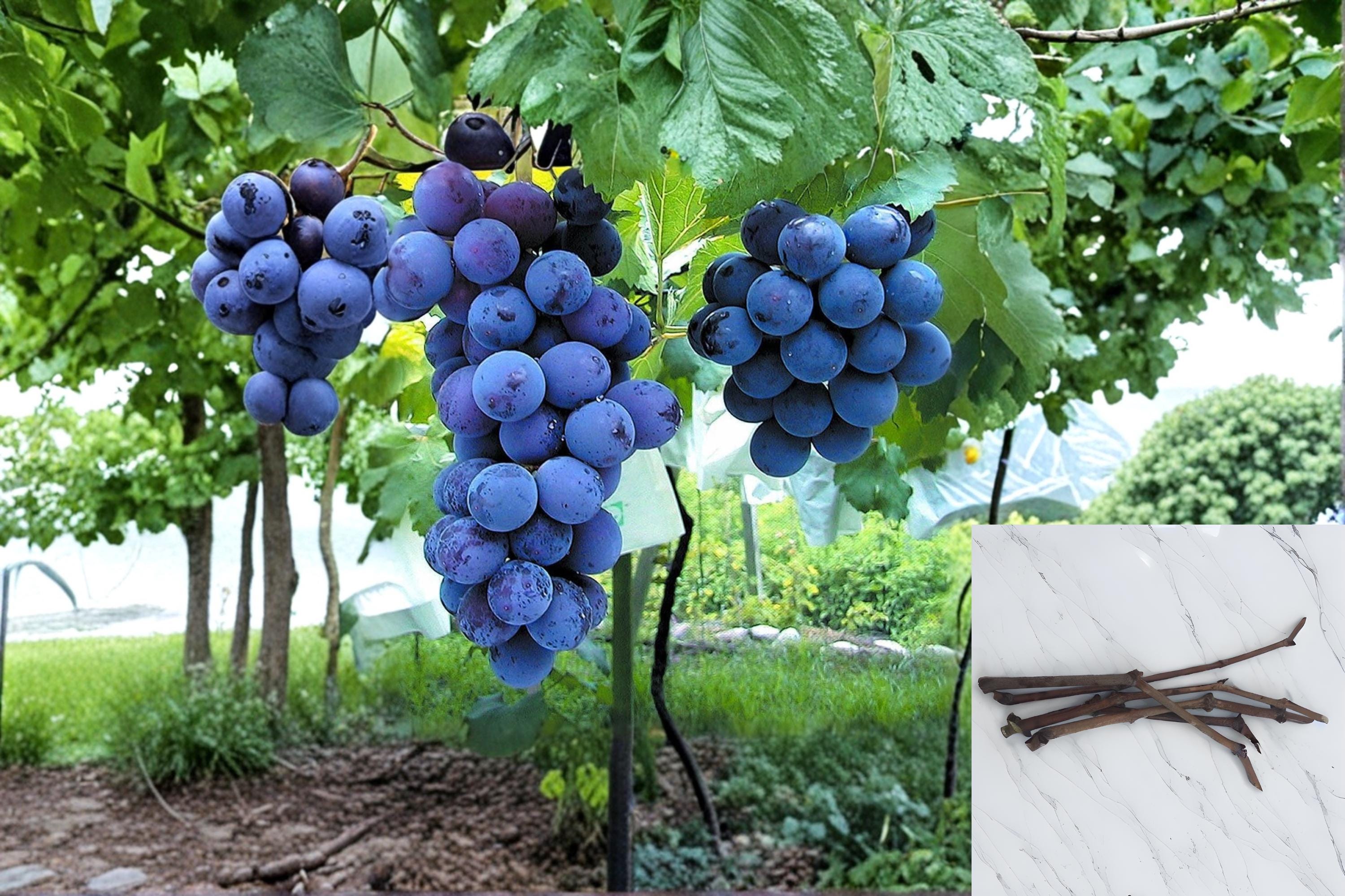 Kyoho Grape 6 Cuttings (Vitis vinifera) Japanese Grape Vine Cuttings