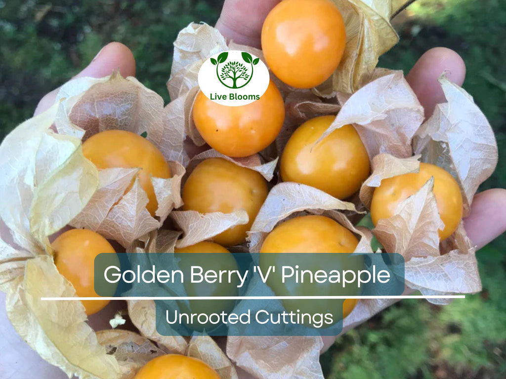 6 Golden Berry 'V' Pineapple Fresh Cuttings for Rooting, Physalis peruviana, Tropical Fruit Plant, Easy to Grow, Delicious Berries