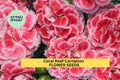 200+ Coral Reef Carnation Seeds – Frilled Coral-Pink Blooms for Garden Planting, Long-Lasting Annuals for Beds & Bouquets – USA
