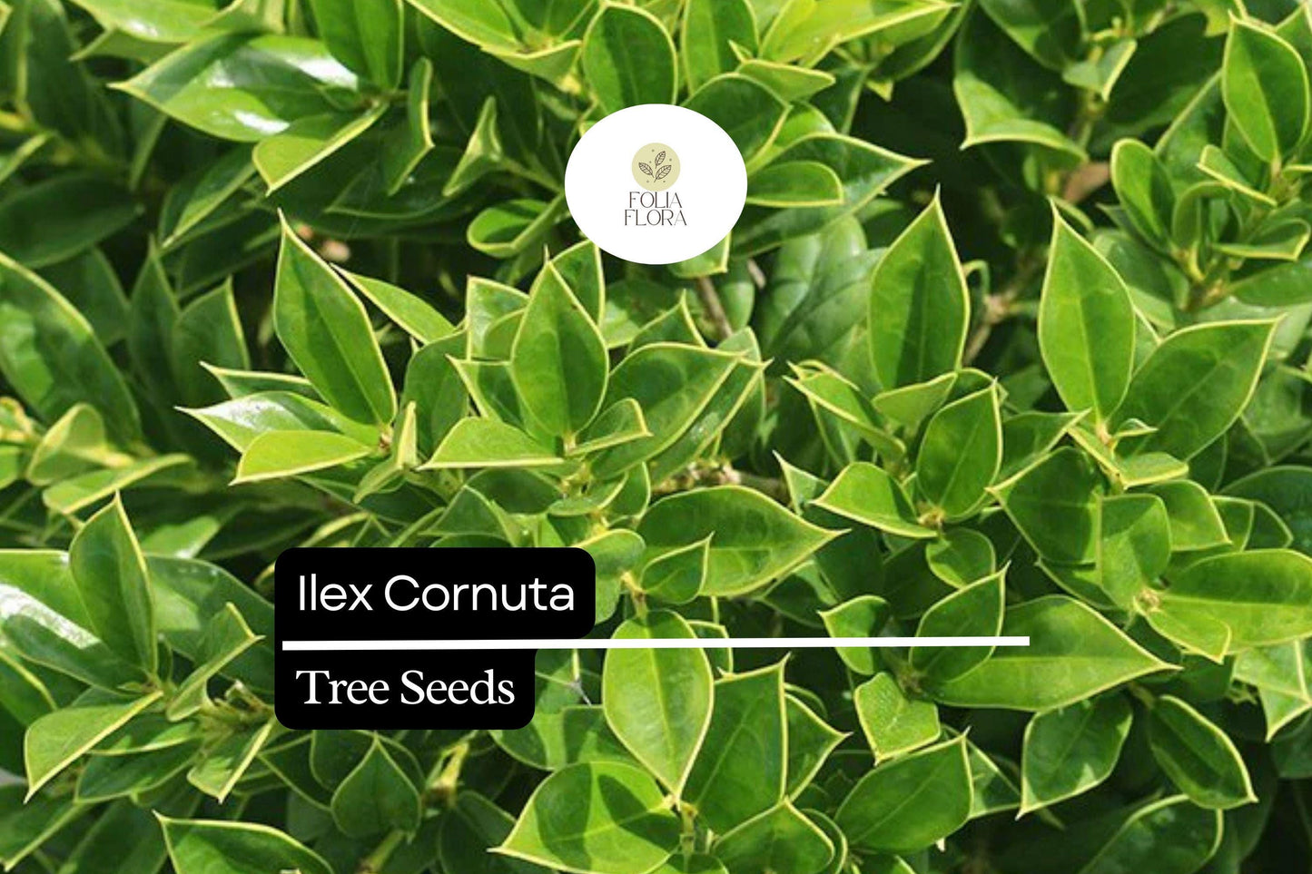 500mg Ilex Cornuta, Chinese Holly Seeds, Evergreen Shrub with Glossy Leaves