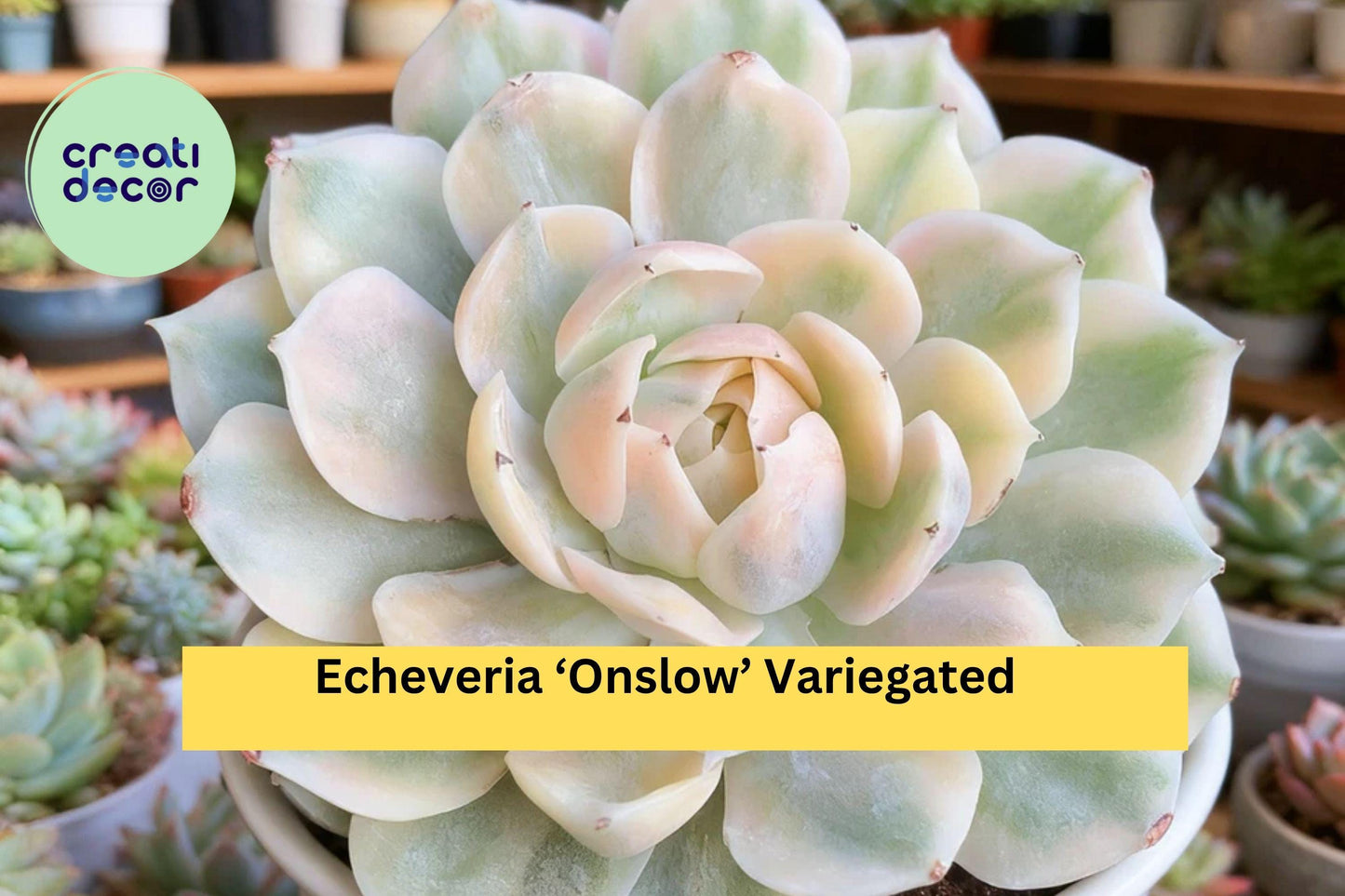 Echeveria ‘Onslow’ Variegated – Rare Bare Root Succulent – Easy Care Live Plant for Indoor Decor, Terrarium, or Garden Collection