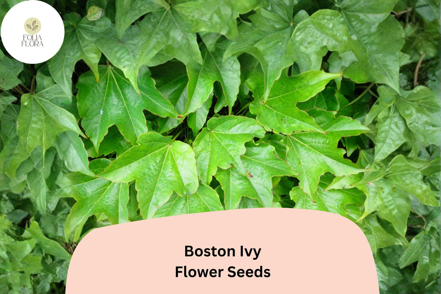 Boston Ivy Seeds – 10 Parthenocissus tricuspidata | Fast Growing Climbing Vine