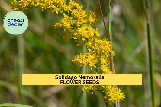 3pcs of 500 Seeds  Solidago nemoralis – Old Field Goldenrod for Pollinator Gardens, Meadows, or Native Wildflower Beds Seeds for Planting