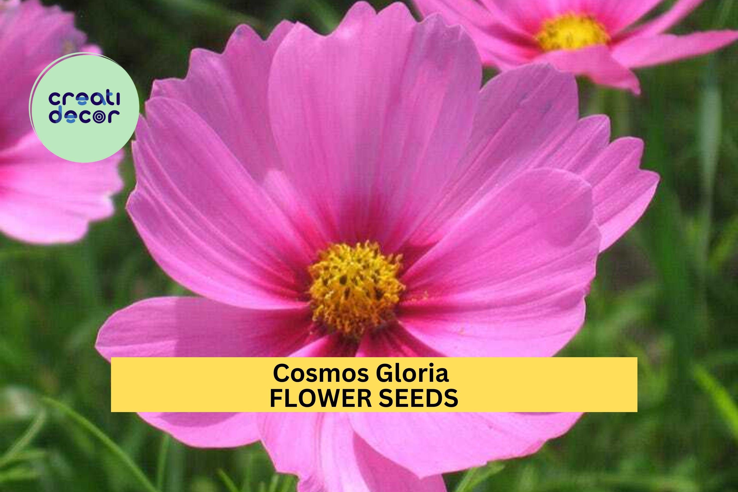 3pcs of 1g Cosmos Gloria Seeds – Pink Bi-color Blooms for Cottage Gardens, Borders, or Pollinator Wildflower Beds Seeds for Planting