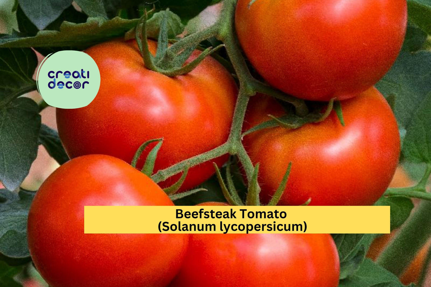 Beefsteak Tomato Plants | Lot of 4 Live Garden Starters | 6–10 Inch Vegetable Plants