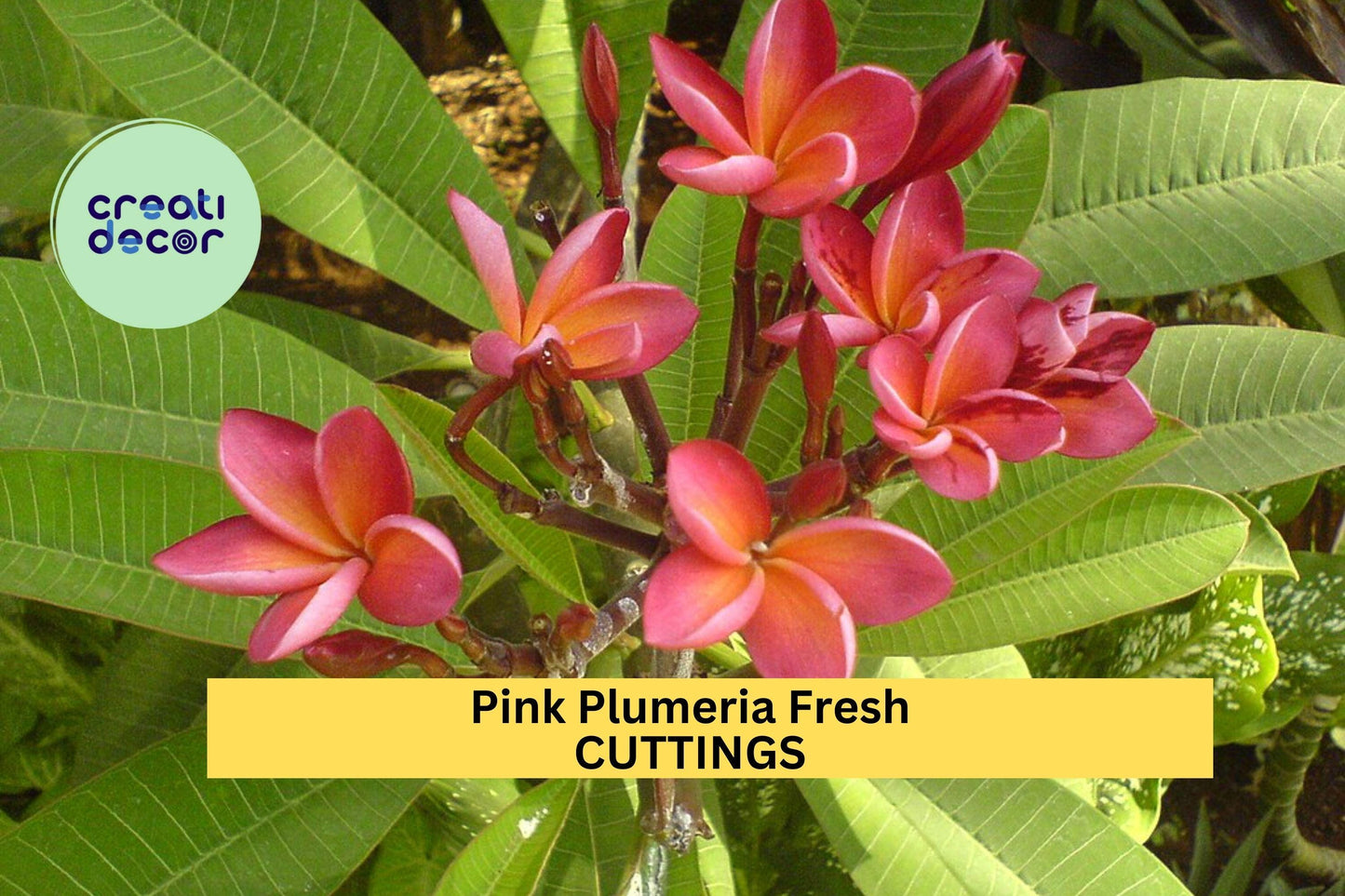 Pink Plumeria Cuttings 2 Pack | 10” Fresh Unrooted Single-Head Frangipani | Tropical Flower Tree Starter | Ships from USA