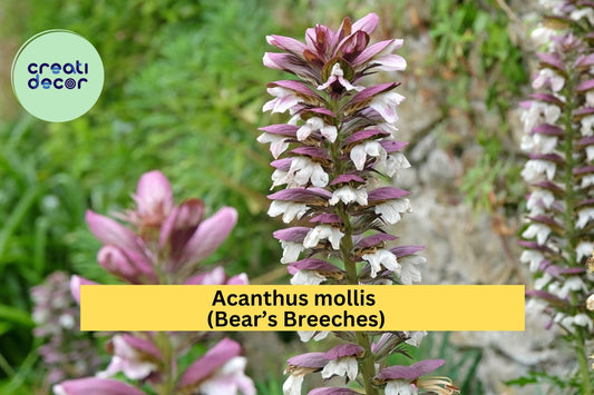 Acanthus Mollis Bear’s Breeches Live Root – Hardy Perennial Shrub with Purple & White Blooms, Ornamental Flowering Plant