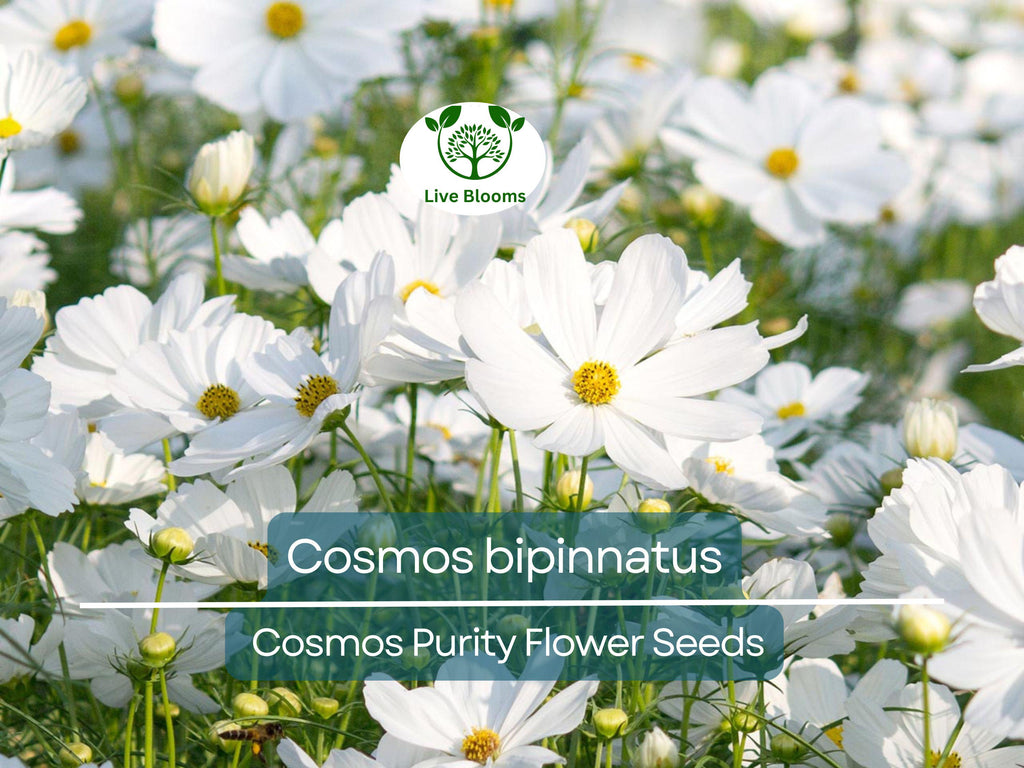 1 Gram Seeds Cosmos Purity for Planting | Cosmos bipinnatus Elegant White Annual Flower for Gardens, Pollinator Habitats & Landscaping