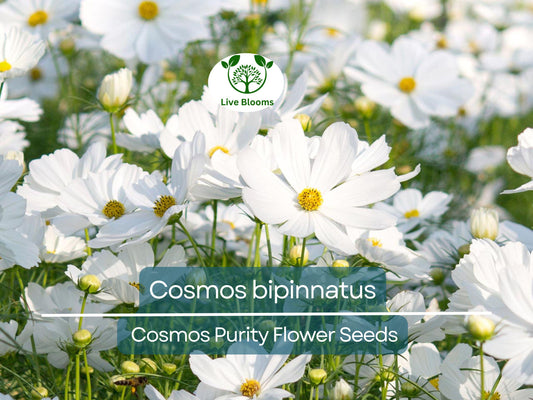 1 Gram Seeds Cosmos Purity for Planting | Cosmos bipinnatus Elegant White Annual Flower for Gardens, Pollinator Habitats & Landscaping