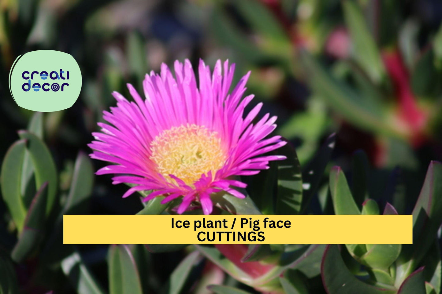 48 Ice Plant Cuttings | Live Unrooted Stems for Ground Cover | Fast Spreading Succulent | Drought Tolerant Backyard Filler