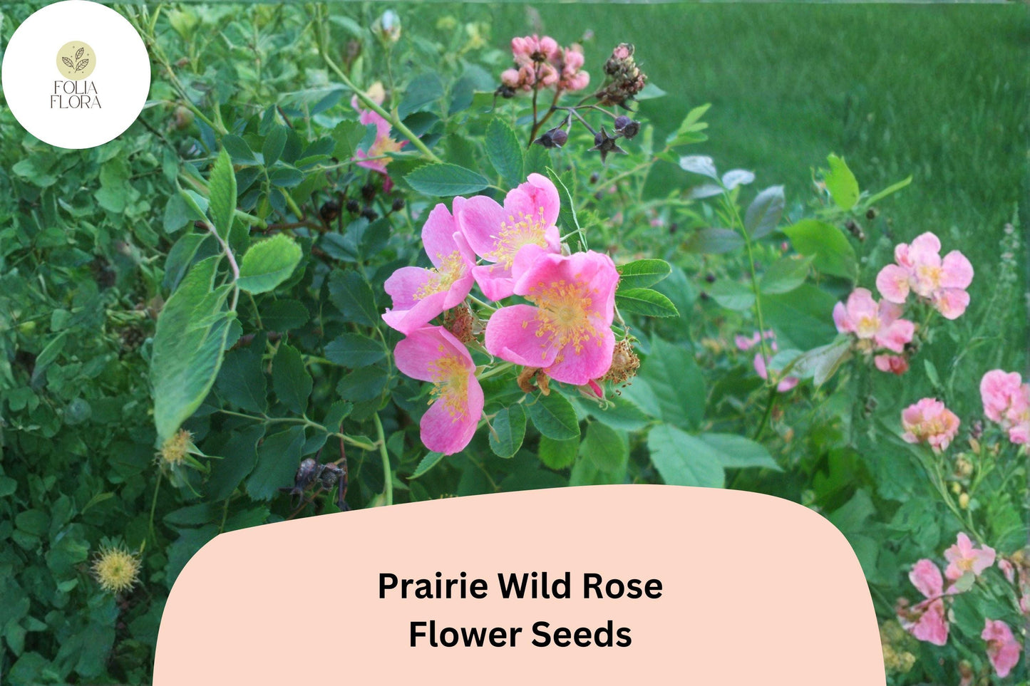 Prairie Wild Rose Seeds – 10 Rosa arkansana | Perennial Shrub for Pollinator, Prairie & Natural Gardens