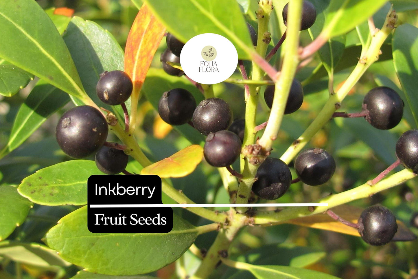 Inkberry Seeds (Ilex glabra) | 25 Seeds | Evergreen Shrub for Wildlife & Year-Round Interest
