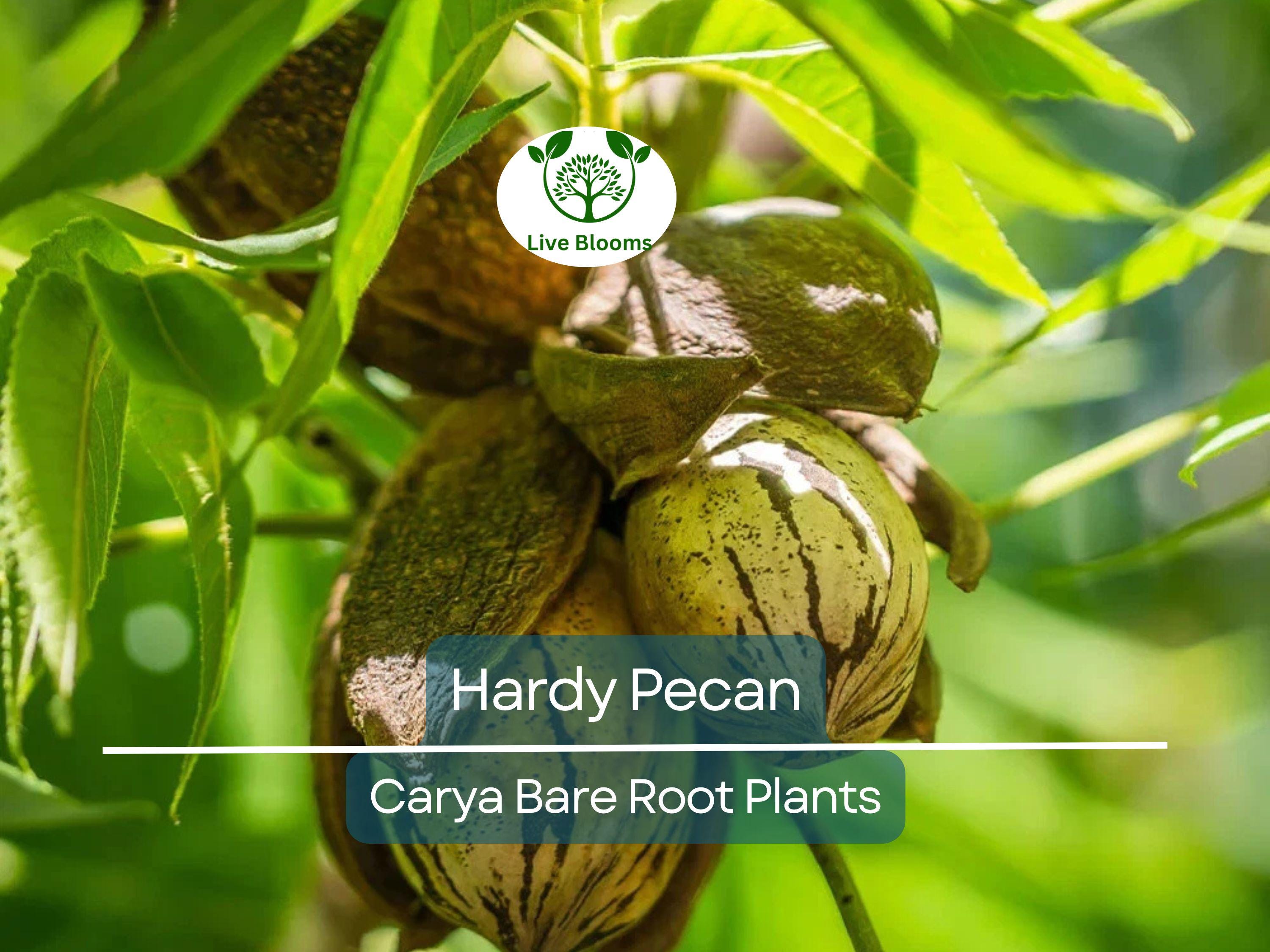 2 Hardy Pecan Tree Seedlings – 12–16” Live Bare Root Plants – Nut-Bearing Shade Trees for Orchards or Large Yards