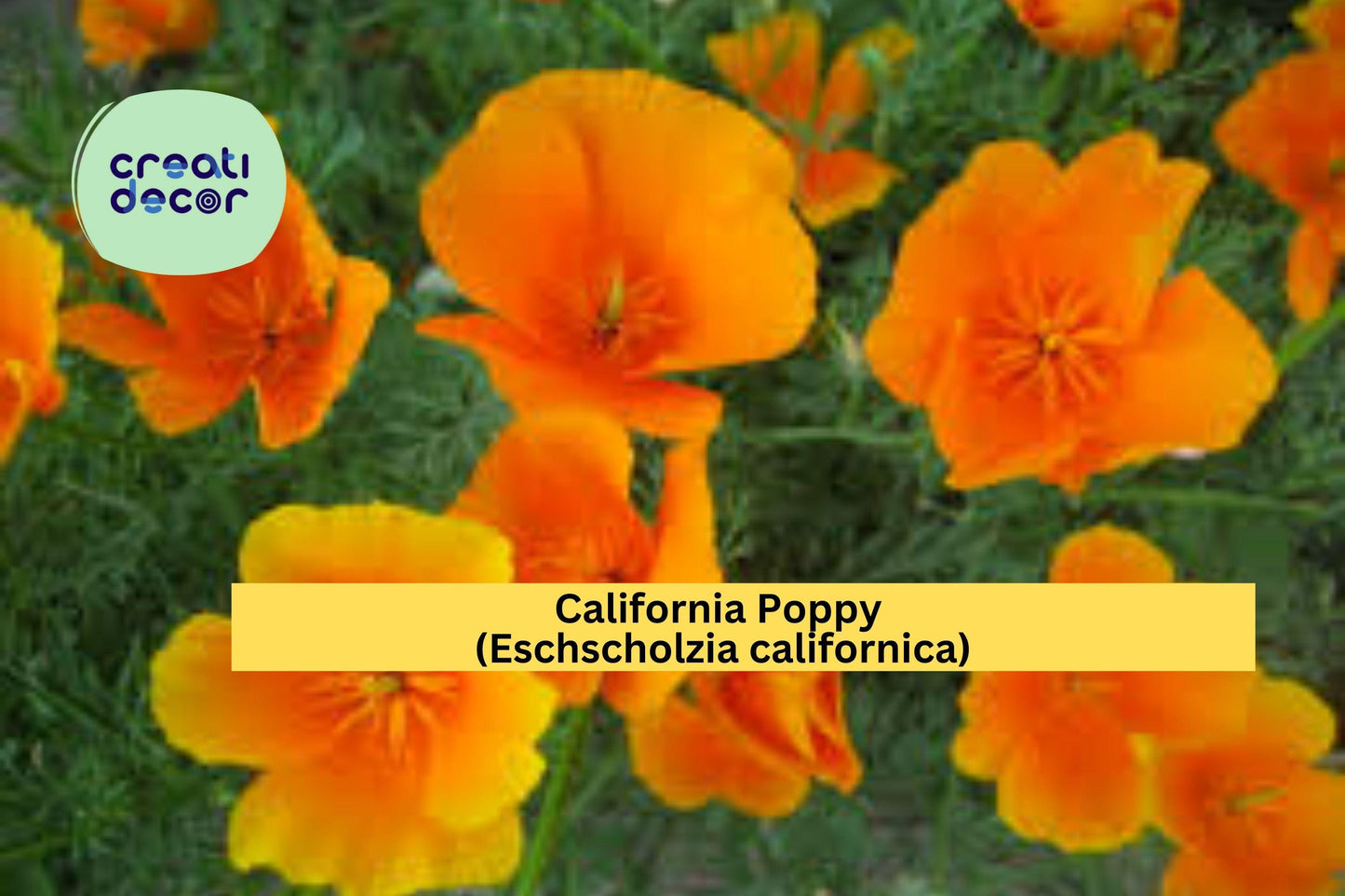 California Poppy Seeds (Eschscholzia californica) – 50 Native Wildflower Seeds | Orange Blooms | Drought-Tolerant | Pollinator Friendly
