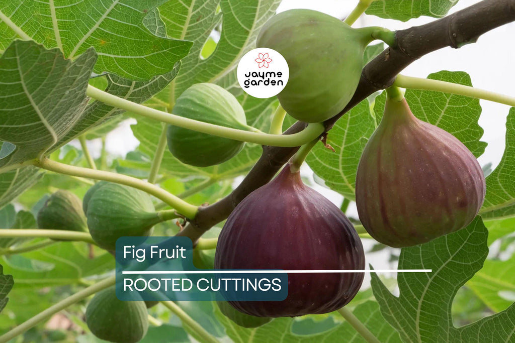 Rooted Fig Fruit Tree Cutting 17” - Live Plant with Pot - Easy to Grow, Ready to Plant