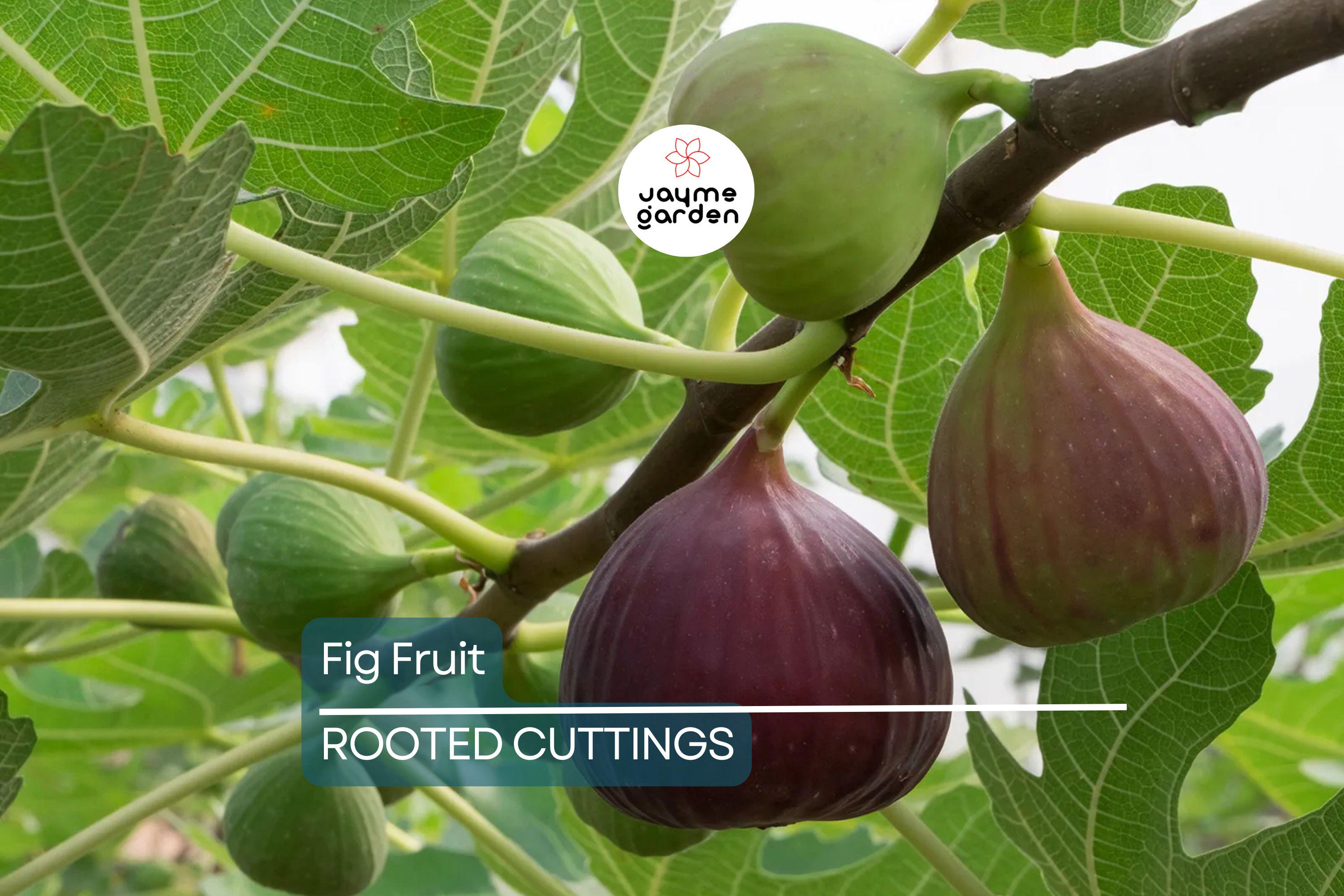Rooted Fig Fruit Tree Cutting 17” - Live Plant with Pot - Easy to Grow, Ready to Plant