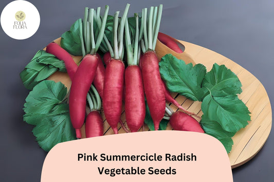 500+ Pink Summercicle Radish Seeds – Heirloom Long Pink Radish Seeds for Garden Planting