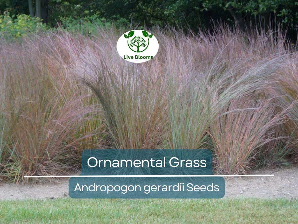 1,000 Ornamental Grass Seeds | Andropogon gerardii Big Blue, Landscaping Marvel, Tall & Hardy Grass, Beautiful Yard and Garden Plant