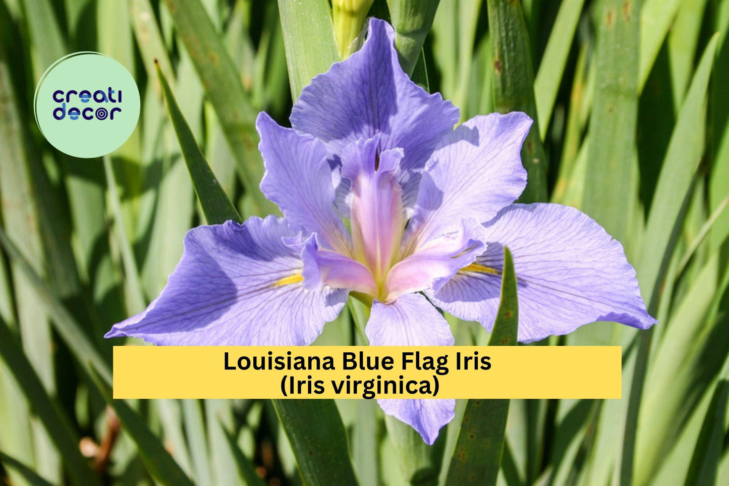 Louisiana Blue Flag Iris Live Aquatic Plant – Hardy Perennial for Pond Edges or Wet Gardens – Iris virginica Bare Root