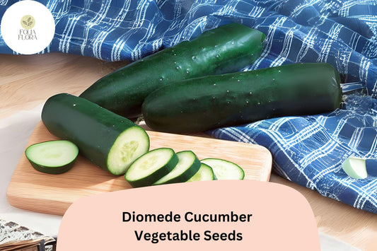 25+ Diomede Cucumber Seeds for Planting | Crisp Hybrid Slicer | High Yield Garden Vegetable Seeds | Easy to Grow