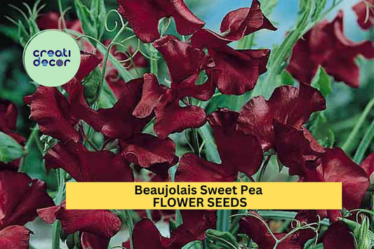 50+ Beaujolais Sweet Pea Seeds – Deep Wine-Colored Fragrant Blooms for Garden Planting, Climbing Vines for Trellises – USA