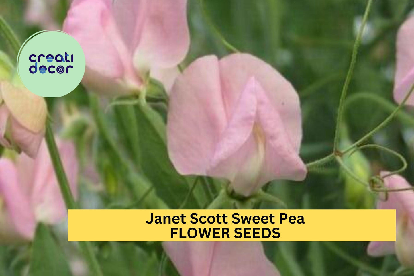50+ Janet Scott Sweet Pea Seeds – Fragrant Rose-Pink Blooms for Garden Planting, Climbing Vines for Trellises & Bouquets – USA