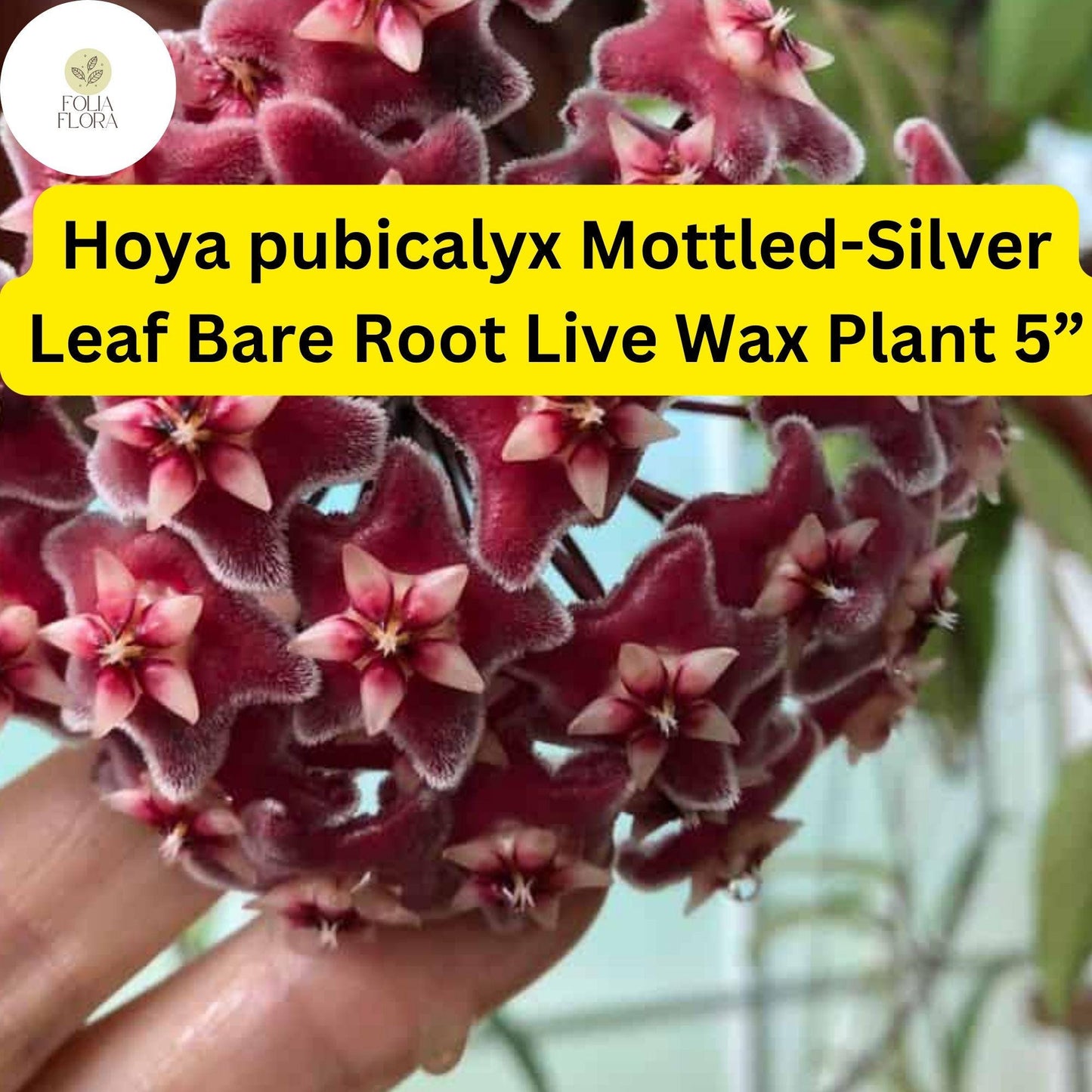 1 Hoya pubicalyx Mottled-Silver Leaf - Bare Root Live Wax Plant 5” - Tropical Vining Houseplant
