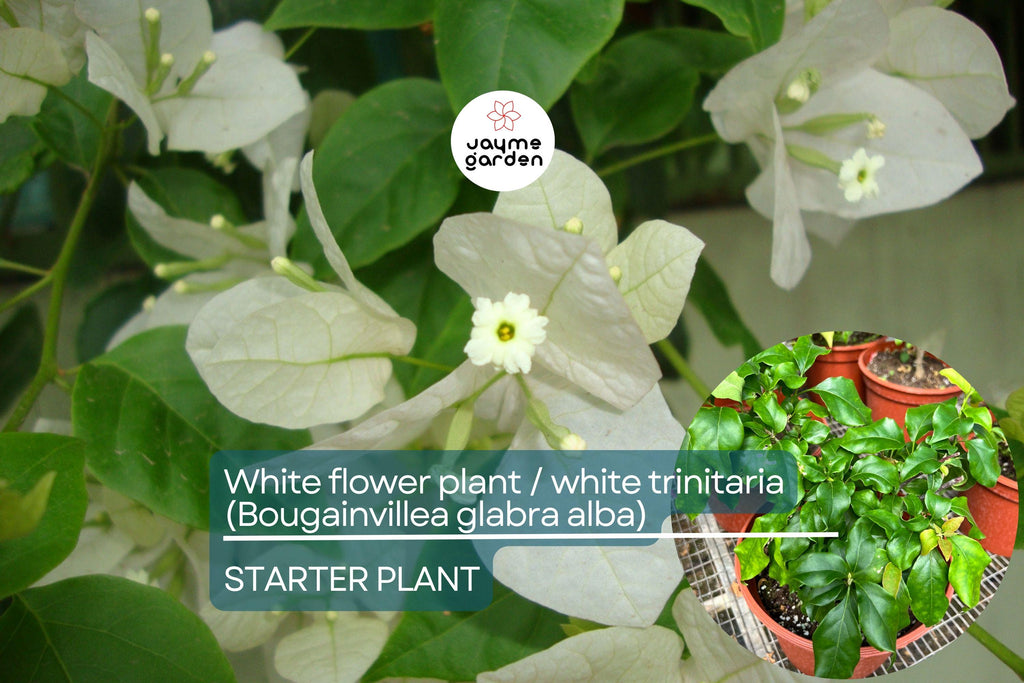 1 White Trinitaria Bougainvillea Live Plant 1’-2’ | Tropical Climbing Flowering Vine | Stunning White Bracts, Low Maintenance